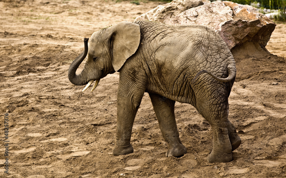 elephant (Loxodonta africana) - obrazy, fototapety, plakaty 