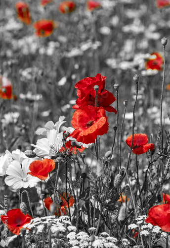 Naklejka dekoracyjna meadow with poppies - monochrome picture