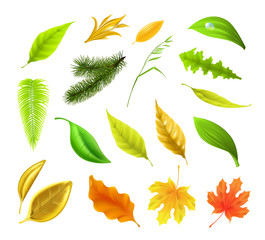 Wall Mural - leaf collection