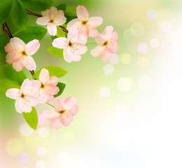Aufkleber - Spring background with blossoming tree brunch with spring flower