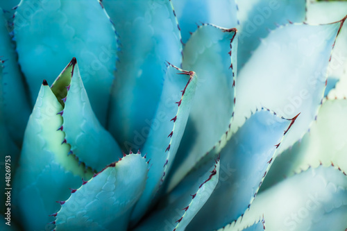 Wasserabweisende Stoffe - Sharp pointed agave plant leaves bunched together. (von Curioso.Photography)