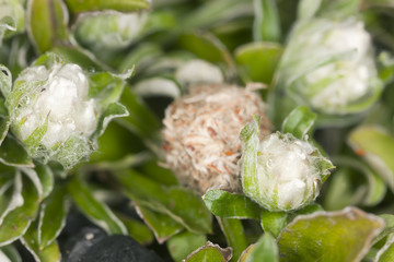 Canvas Print - Mountain everlasting or Catsfoot, Antennaria dioica