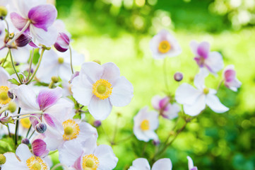 Beautiful flowers in the garden. Anemone japonica