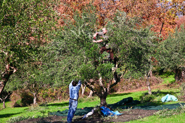 olive harvest