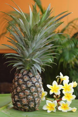  Pineapple with white flowers