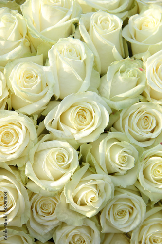 Fototapeta na wymiar Group of white roses, wedding decorations