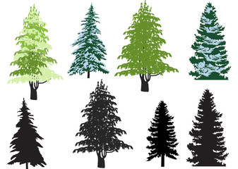 Wall Mural - eight firs isolated on white