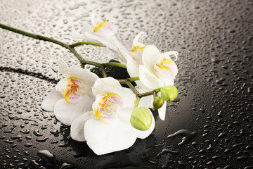 white beautiful orchid with drops on grey background