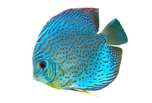 Blue Spotted Fish Discus