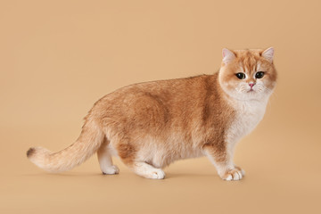 Wall Mural - Young golden british cat on light brown background