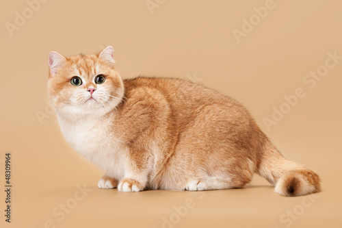 Golden Brown Light Brown Cats Toxoplasmosis Golden Brown Light Brown Cats Toxoplasmosis