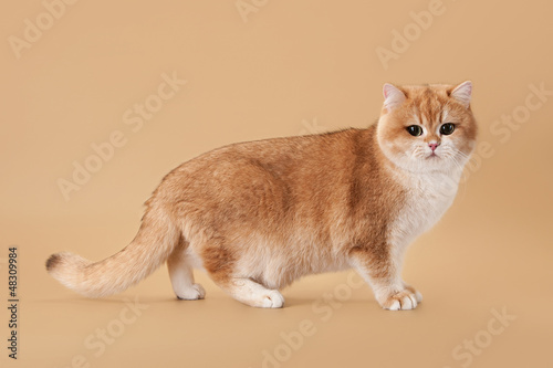 Golden Brown Light Brown Cats Toxoplasmosis