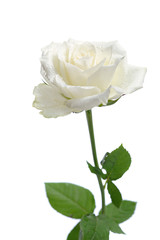 Wall Mural - white rose