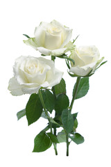 Wall Mural - white roses