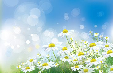 Canvas Print - vector of spring background