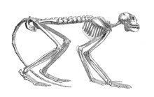 Monkey Skeleton - Miocene (Mesopithecus)