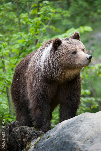 Fotografía brown bear (lat. ursus arctos)
