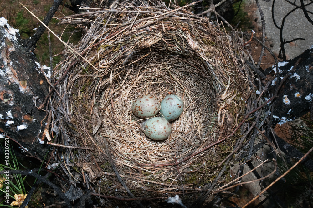 Mistle Thrush's bird nest on a tree with three eggs. Stock Photo
