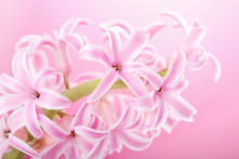 Pink Hyacinth Flower