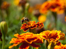 Marigold Flower And Bee