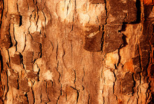 The Bark Of The Tree In The Sunshine