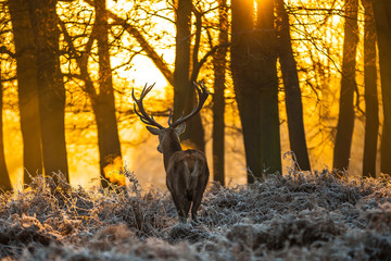 Wall Mural - red deer in morning sun