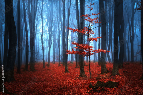 Naklejka na szybę Autumnal foggy forest