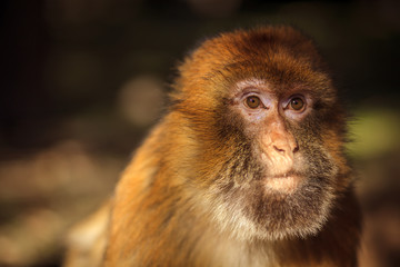 Wild monkey looking for a food