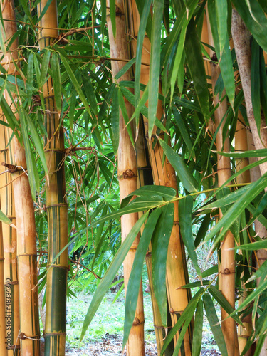 Naklejka - mata magnetyczna na lodówkę bamboo forest