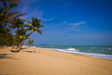 Tropical Beach with Coconut Palm Trees