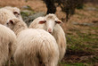 Sheep, Sardegna