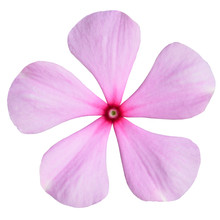 Pink Periwinkle Flower Isolated On White