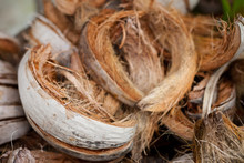 Tropical Coconut Dry Shell And Fiber Peel For Coconut Milk. Close Up Island Summer Plant Brown Color.