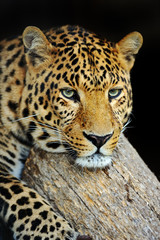 Wall Mural - leopard