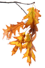 Sticker - twig of oak with autumn yellow leaves, isolated on white