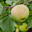 The fruits of apple trees