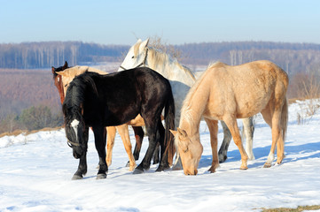 Wall Mural - Horse