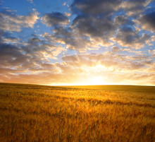 Sunset Over Wheat Fields