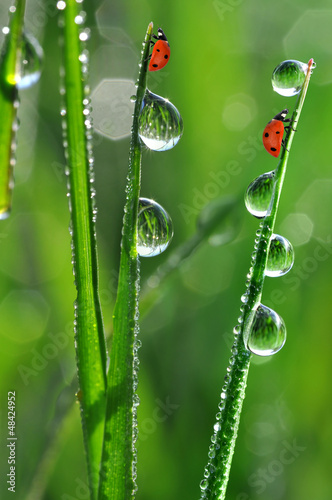 Nowoczesny obraz na płótnie fresh morning dew and ladybird