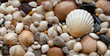 Sea Shells Seashells! - scallop and assorted shells / pebbles