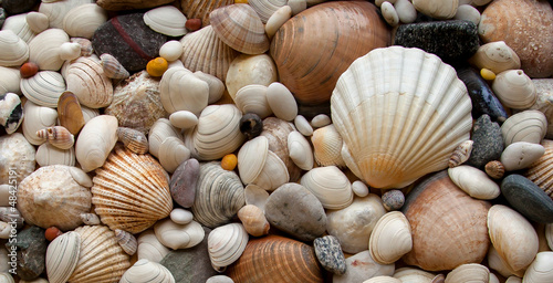 Naklejka dekoracyjna Sea Shells Seashells! - scallop and assorted shells / pebbles