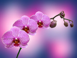 Close up of orchid flower