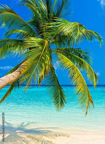 Foto-Kissen - Tropical beach (von Malbert)