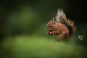 Wall Mural - red squirrel