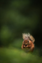 Wall Mural - red squirrel