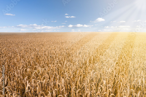 Fotografía weizenfeld mit sonnenstrahlen