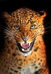 Wall Mural - leopard
