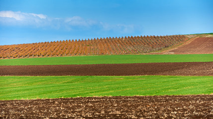 Land and green fields in autumn