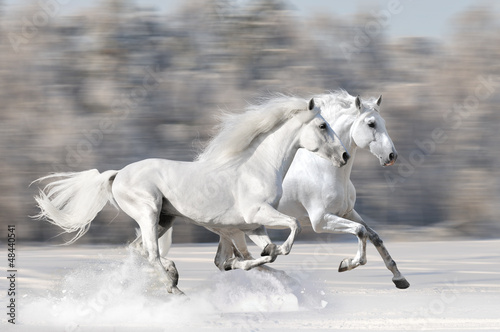 Fototapeta na wymiar Two white horses in winter run gallop