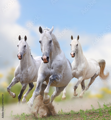 Naklejka dekoracyjna white horses in dust